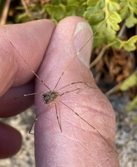 Leptobunus