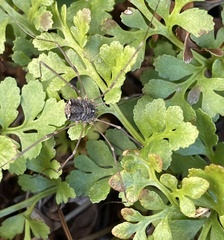 Leptobunus
