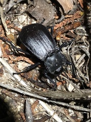 Stenomorpha marginata