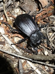 Stenomorpha marginata