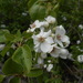 Wild Pear - Photo (c) Claudio Flamigni, some rights reserved (CC BY-NC), uploaded by Claudio Flamigni