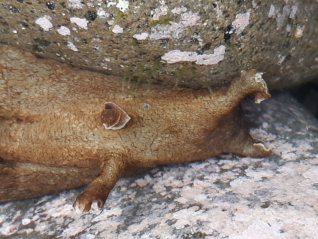 Sucker-foot Sea Hare