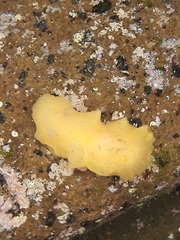 Doriopsis granulosa