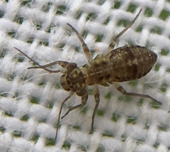 Mesopsocus
