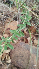 Jamesbrittenia grandiflora