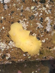 Doriopsis granulosa