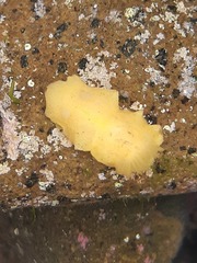 Doriopsis granulosa