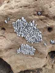 Echinolittorina aspera