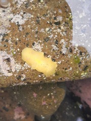 Doriopsis granulosa