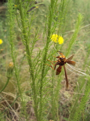 Montezumia ferruginea