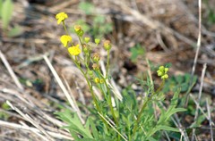 Senecio brigalowensis