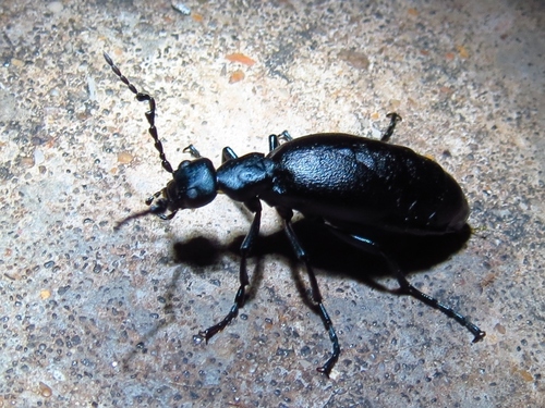 Buttercup Oil Beetle photo 2
