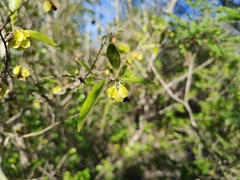 Neopringlea integrifolia