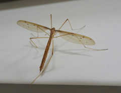 Tricyphona