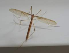 Tricyphona