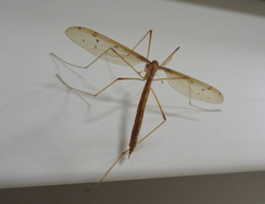 Tricyphona