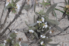 Scaevola canescens