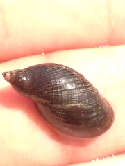 Lymnaea
