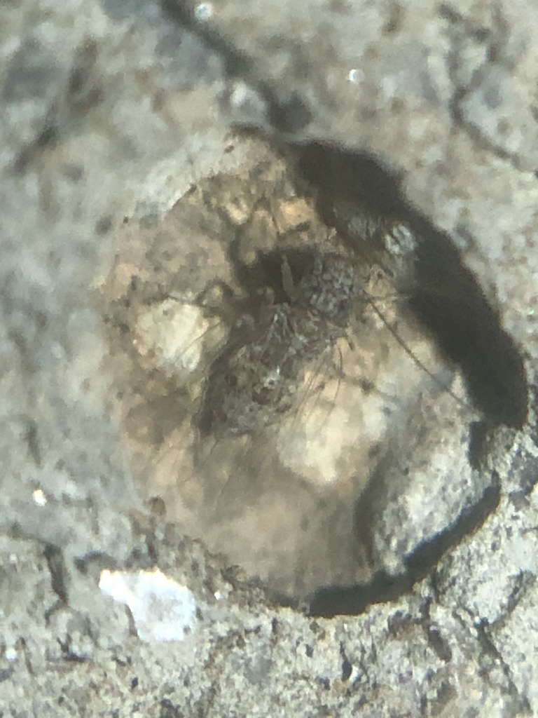 Psyllipsocus decoratus