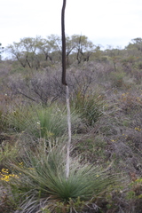 Xanthorrhoea drummondii