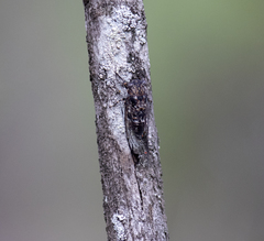 Myopsalta mackinlayi