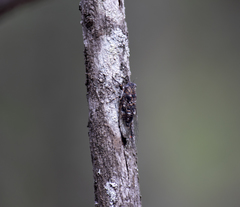 Myopsalta mackinlayi