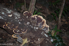 Earliella