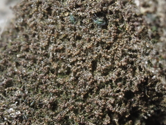 Marsupella bolanderi