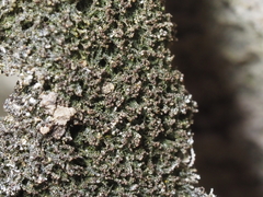 Marsupella bolanderi