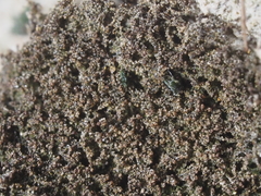 Marsupella bolanderi