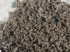 Marsupella bolanderi