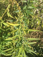 Datisca glomerata