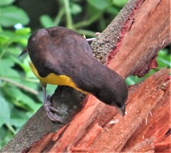 Ploceus bicolor bicolor