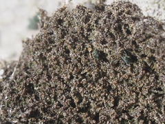 Marsupella bolanderi