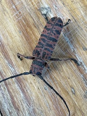 Cochliopalpus suturalis