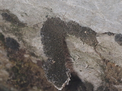 Marsupella bolanderi