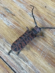 Cochliopalpus suturalis