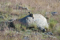 Urocitellus undulatus