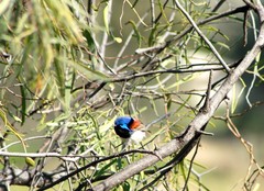 Malurus assimilis assimilis