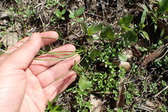 Isoetes melanopoda