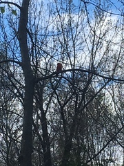 Cardinalis cardinalis