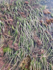 Cymodocea rotundata