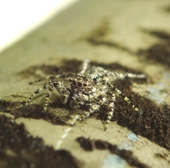 Phaeacius malayensis