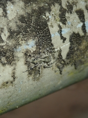 Phaeacius malayensis