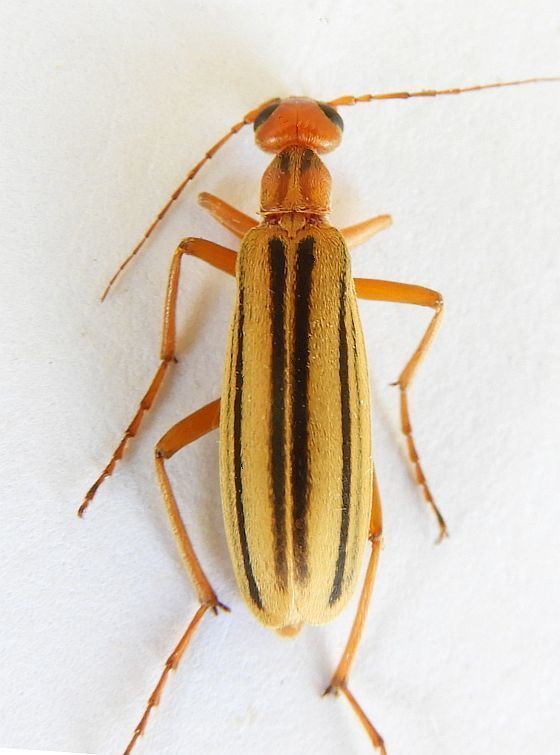 Sub-sutural Blister Beetle