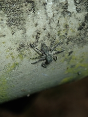 Phaeacius malayensis