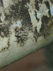 Phaeacius malayensis