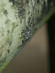 Phaeacius malayensis