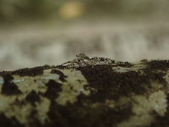 Phaeacius malayensis