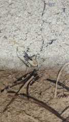 Ellipsoptera hamata pallifera